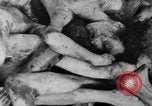 Image of Bergen-Belsen Concentration Camp Germany, 1945, second 57 stock footage video 65675060586