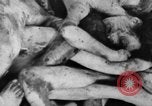 Image of Bergen-Belsen Concentration Camp Germany, 1945, second 62 stock footage video 65675060586
