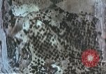 Standbild A-36 Invader dive Bomber Sizilien Italien, 1943, aus Sekunde 40 historischem Filmmaterial Videoclip 65675060629