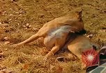 Standbild Eva Braun Berchtesgaden Deutschland, 1940, aus Sekunde 54 historischem Filmmaterial Videoclip 65675060649