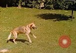 Immagine di Eva Braun Berchtesgaden Germania, 1940, secondo 55 filmato di repertorio 65675060652