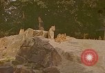 Immagine di Eva Braun allo zoo Berchtesgaden Germania, 1940, secondo 6 filmato di repertorio 65675060660