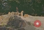 Immagine di Eva Braun allo zoo Berchtesgaden Germania, 1940, secondo 7 filmato di repertorio 65675060660