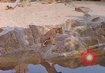 Immagine di Eva Braun allo zoo Berchtesgaden Germania, 1940, secondo 10 filmato di repertorio 65675060660