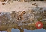Immagine di Eva Braun allo zoo Berchtesgaden Germania, 1940, secondo 12 filmato di repertorio 65675060660