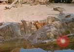 Immagine di Eva Braun allo zoo Berchtesgaden Germania, 1940, secondo 18 filmato di repertorio 65675060660