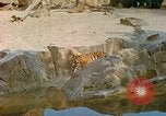 Immagine di Eva Braun allo zoo Berchtesgaden Germania, 1940, secondo 20 filmato di repertorio 65675060660
