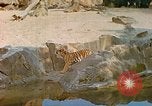 Immagine di Eva Braun allo zoo Berchtesgaden Germania, 1940, secondo 21 filmato di repertorio 65675060660