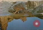 Immagine di Eva Braun allo zoo Berchtesgaden Germania, 1940, secondo 26 filmato di repertorio 65675060660