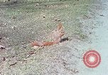 Immagine di Eva Braun allo zoo Berchtesgaden Germania, 1940, secondo 36 filmato di repertorio 65675060660