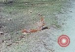 Immagine di Eva Braun allo zoo Berchtesgaden Germania, 1940, secondo 37 filmato di repertorio 65675060660