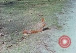 Immagine di Eva Braun allo zoo Berchtesgaden Germania, 1940, secondo 38 filmato di repertorio 65675060660