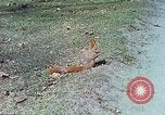 Immagine di Eva Braun allo zoo Berchtesgaden Germania, 1940, secondo 39 filmato di repertorio 65675060660
