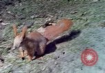 Immagine di Eva Braun allo zoo Berchtesgaden Germania, 1940, secondo 40 filmato di repertorio 65675060660