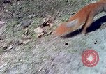Immagine di Eva Braun allo zoo Berchtesgaden Germania, 1940, secondo 43 filmato di repertorio 65675060660