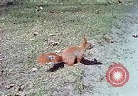 Immagine di Eva Braun allo zoo Berchtesgaden Germania, 1940, secondo 44 filmato di repertorio 65675060660