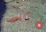 Immagine di Eva Braun allo zoo Berchtesgaden Germania, 1940, secondo 53 filmato di repertorio 65675060660