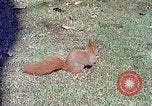 Immagine di Eva Braun allo zoo Berchtesgaden Germania, 1940, secondo 56 filmato di repertorio 65675060660