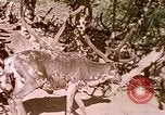 Standbild Eva Braun Europa, 1940, aus Sekunde 3 historischem Filmmaterial Videoclip 65675060669