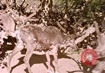 Standbild Eva Braun Europa, 1940, aus Sekunde 4 historischem Filmmaterial Videoclip 65675060669