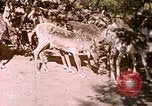 Standbild Eva Braun Europa, 1940, aus Sekunde 11 historischem Filmmaterial Videoclip 65675060669