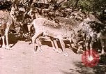 Standbild Eva Braun Europa, 1940, aus Sekunde 12 historischem Filmmaterial Videoclip 65675060669