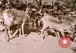 Standbild Eva Braun Europa, 1940, aus Sekunde 13 historischem Filmmaterial Videoclip 65675060669