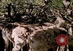 Standbild Eva Braun Europa, 1940, aus Sekunde 15 historischem Filmmaterial Videoclip 65675060669