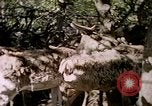 Standbild Eva Braun Europa, 1940, aus Sekunde 16 historischem Filmmaterial Videoclip 65675060669