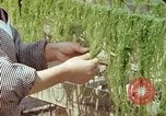Image of Japanese people Hiroshima Japan, 1946, second 47 stock footage video 65675060726