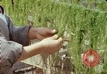 Image of Japanese people Hiroshima Japan, 1946, second 48 stock footage video 65675060726