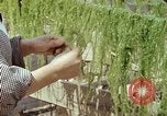 Image of Japanese people Hiroshima Japan, 1946, second 49 stock footage video 65675060726