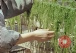 Image of Japanese people Hiroshima Japan, 1946, second 50 stock footage video 65675060726