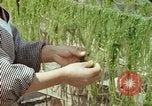 Image of Japanese people Hiroshima Japan, 1946, second 51 stock footage video 65675060726