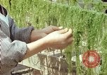 Image of Japanese people Hiroshima Japan, 1946, second 53 stock footage video 65675060726