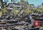 Standbild japanischen Baumschule Mann Niihama Japan, 1946, aus Sekunde 5 historischem Filmmaterial Videoclip 65675060742