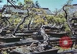 Standbild japanischen Baumschule Mann Niihama Japan, 1946, aus Sekunde 7 historischem Filmmaterial Videoclip 65675060742