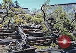 Standbild japanischen Baumschule Mann Niihama Japan, 1946, aus Sekunde 11 historischem Filmmaterial Videoclip 65675060742