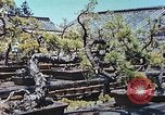 Standbild japanischen Baumschule Mann Niihama Japan, 1946, aus Sekunde 12 historischem Filmmaterial Videoclip 65675060742