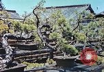 Standbild japanischen Baumschule Mann Niihama Japan, 1946, aus Sekunde 14 historischem Filmmaterial Videoclip 65675060742