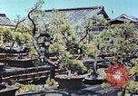Standbild japanischen Baumschule Mann Niihama Japan, 1946, aus Sekunde 16 historischem Filmmaterial Videoclip 65675060742