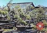 Standbild japanischen Baumschule Mann Niihama Japan, 1946, aus Sekunde 17 historischem Filmmaterial Videoclip 65675060742