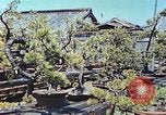 Standbild japanischen Baumschule Mann Niihama Japan, 1946, aus Sekunde 19 historischem Filmmaterial Videoclip 65675060742