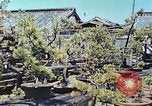 Standbild japanischen Baumschule Mann Niihama Japan, 1946, aus Sekunde 20 historischem Filmmaterial Videoclip 65675060742