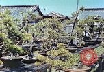 Standbild japanischen Baumschule Mann Niihama Japan, 1946, aus Sekunde 22 historischem Filmmaterial Videoclip 65675060742