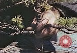 Standbild japanischen Baumschule Mann Niihama Japan, 1946, aus Sekunde 30 historischem Filmmaterial Videoclip 65675060742