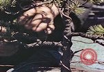 Standbild japanischen Baumschule Mann Niihama Japan, 1946, aus Sekunde 39 historischem Filmmaterial Videoclip 65675060742