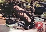 Standbild japanischen Baumschule Mann Niihama Japan, 1946, aus Sekunde 40 historischem Filmmaterial Videoclip 65675060742