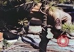 Standbild japanischen Baumschule Mann Niihama Japan, 1946, aus Sekunde 50 historischem Filmmaterial Videoclip 65675060742