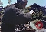 Standbild japanischen Baumschule Mann Niihama Japan, 1946, aus Sekunde 54 historischem Filmmaterial Videoclip 65675060742